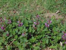 Image of spotted dead-nettle