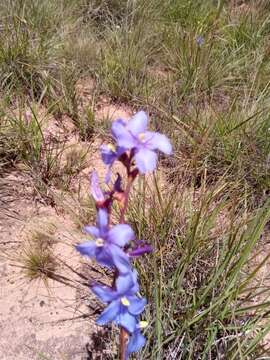 Image of Aristea madagascariensis Baker