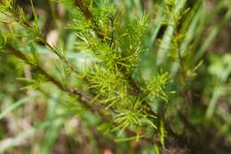 Image of Artemisia capillaris Thunb.