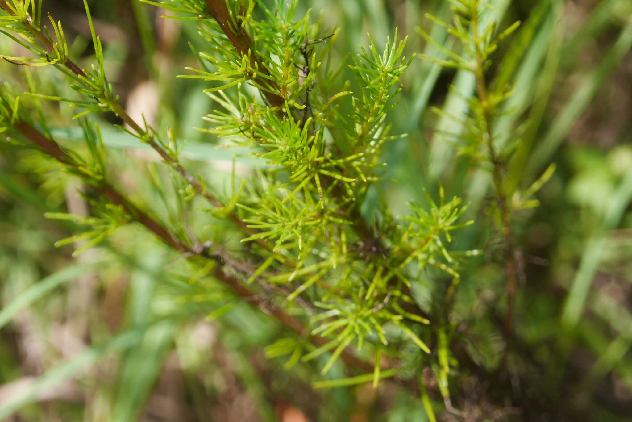 Image of Artemisia capillaris Thunb.