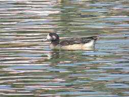 Image of Chiloe Wigeon