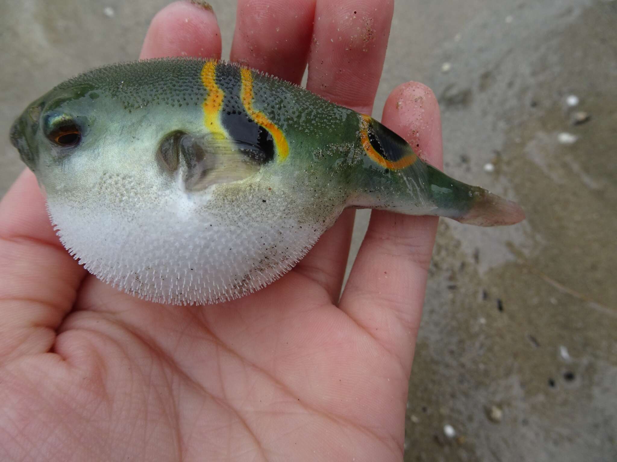 Image of Ocellated Puffer