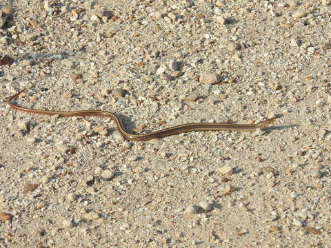 Image of Glass Lizards