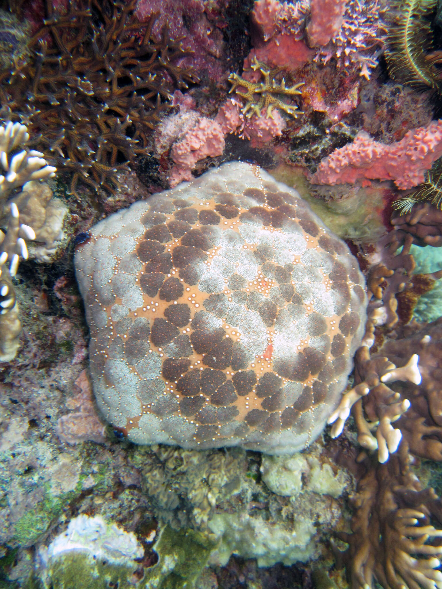 Image of Cushion star