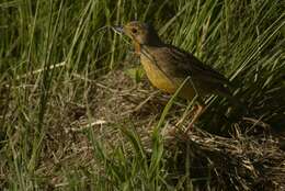 Image of Macronyx capensis colletti Schou 1908