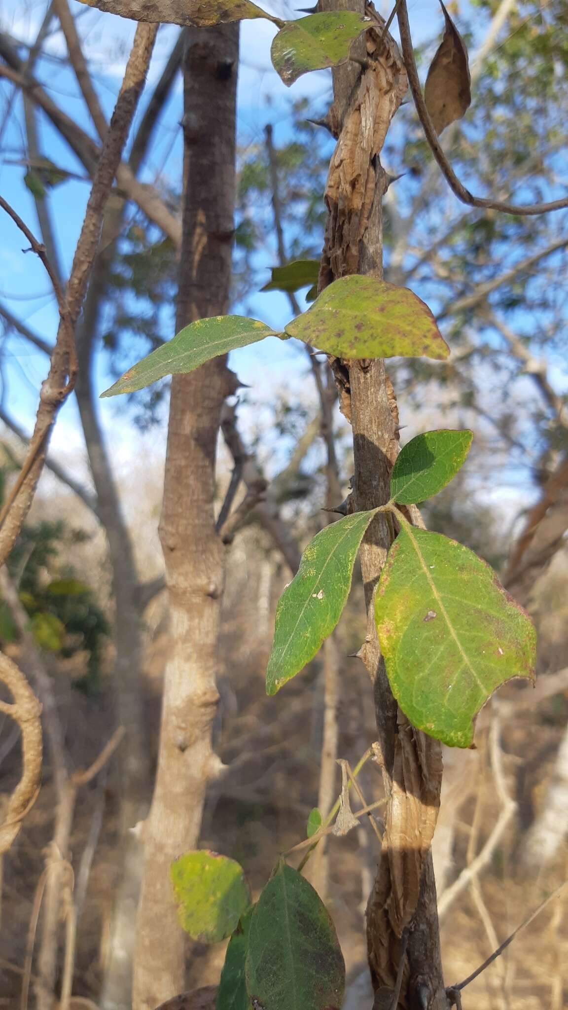 Слика од Zanthoxylum arborescens Rose