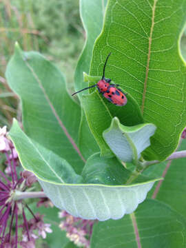 Image of Red Milkweed Beetle