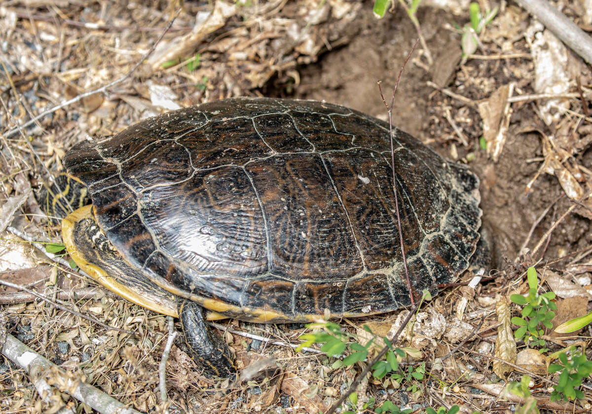 Image of Eastern River Cooter