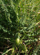 Plancia ëd Astragalus macrocarpus DC.