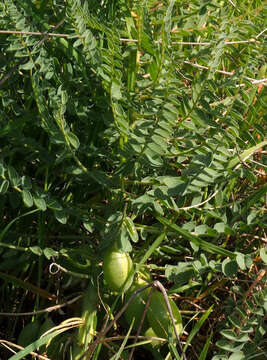 صورة Astragalus macrocarpus DC.