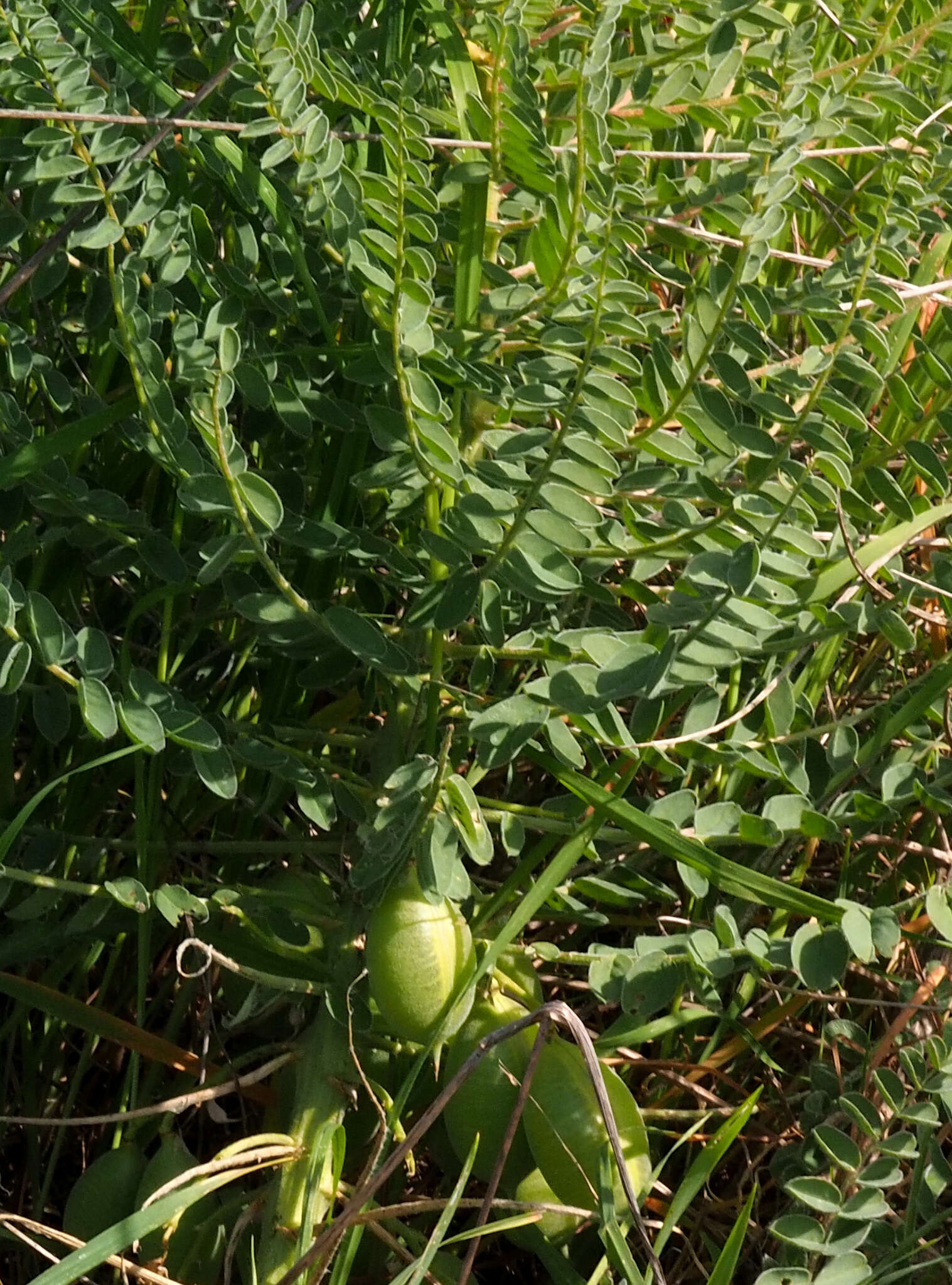 Imagem de Astragalus macrocarpus DC.