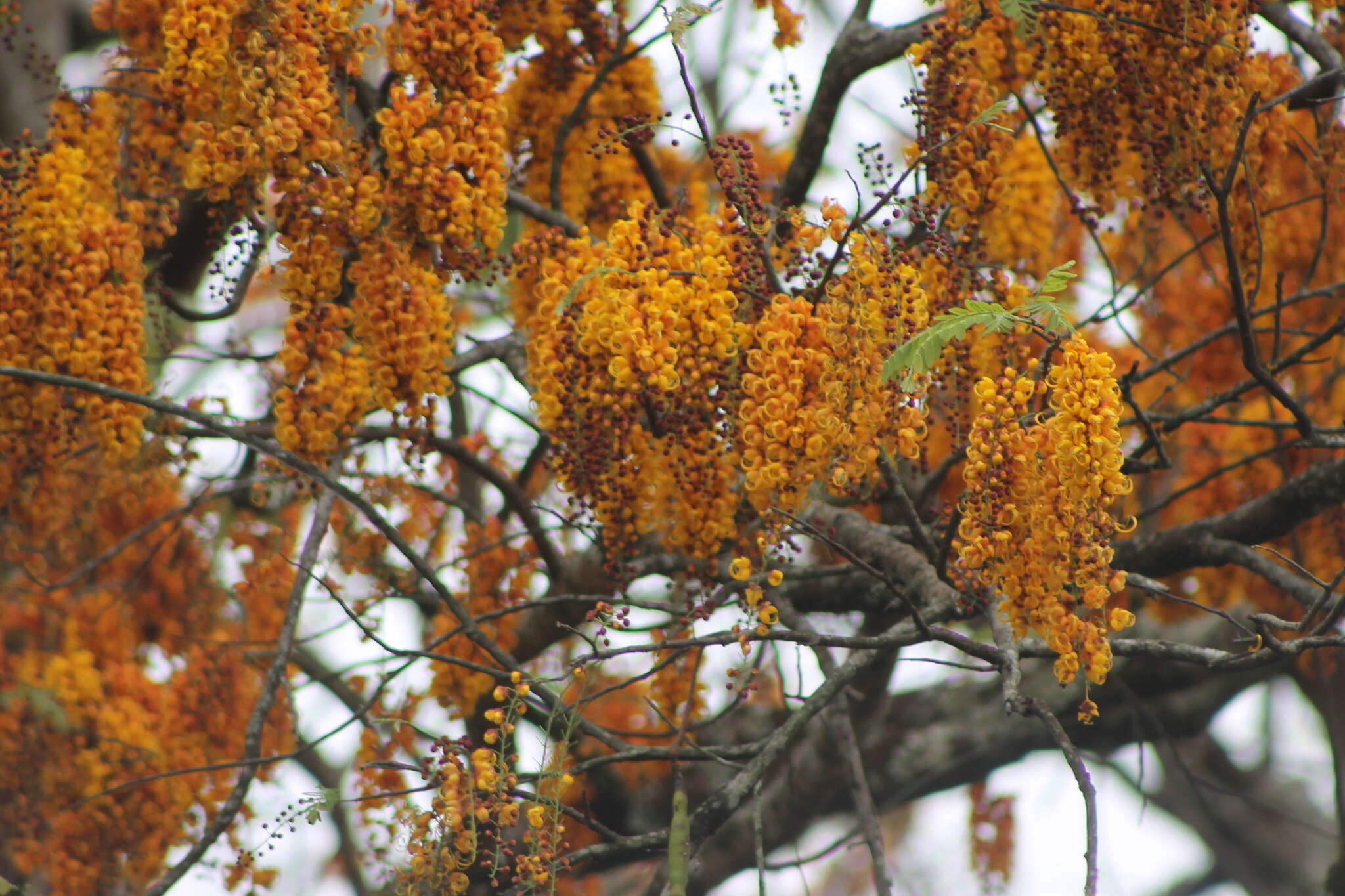 Image of Cassia moschata Kunth