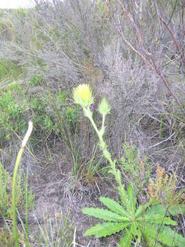 Image of Berkheya carlinoides (Vahl) Willd.