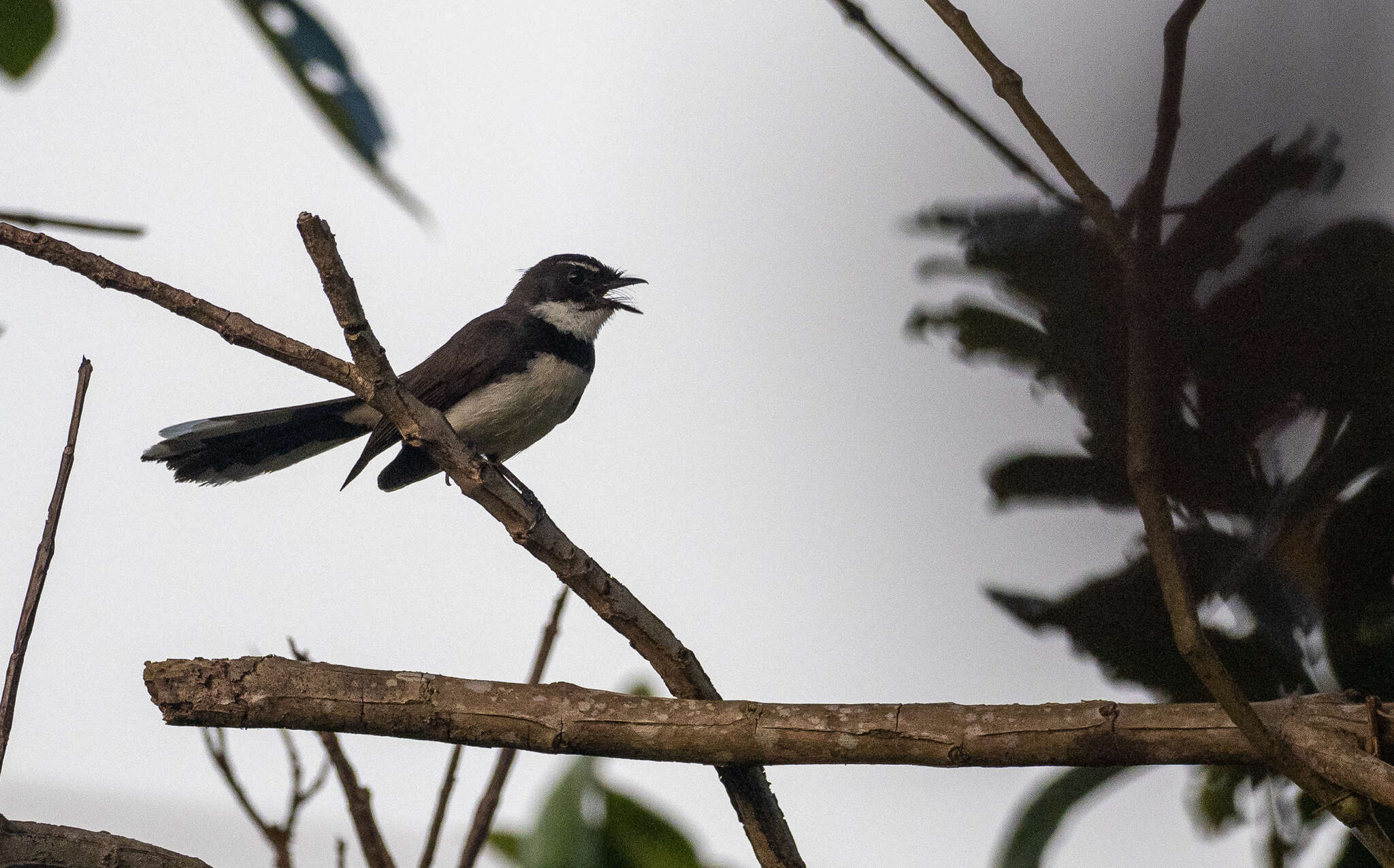 Image of Philippine Pied Fantail