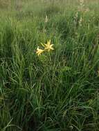 Imagem de Hemerocallis lilioasphodelus L.