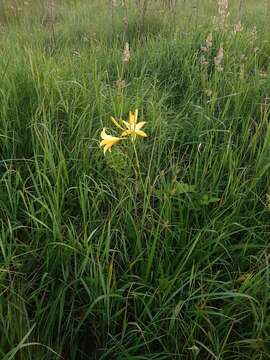 Image of lemon day-lily