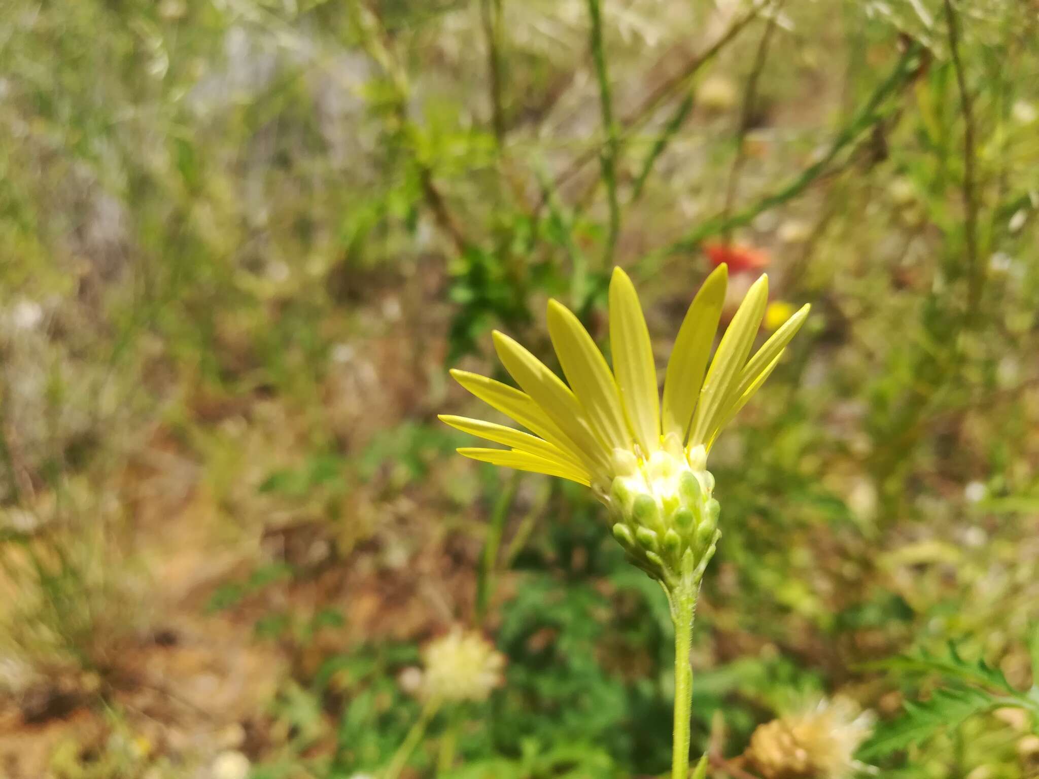 Sivun Xanthisma texanum var. texanum kuva