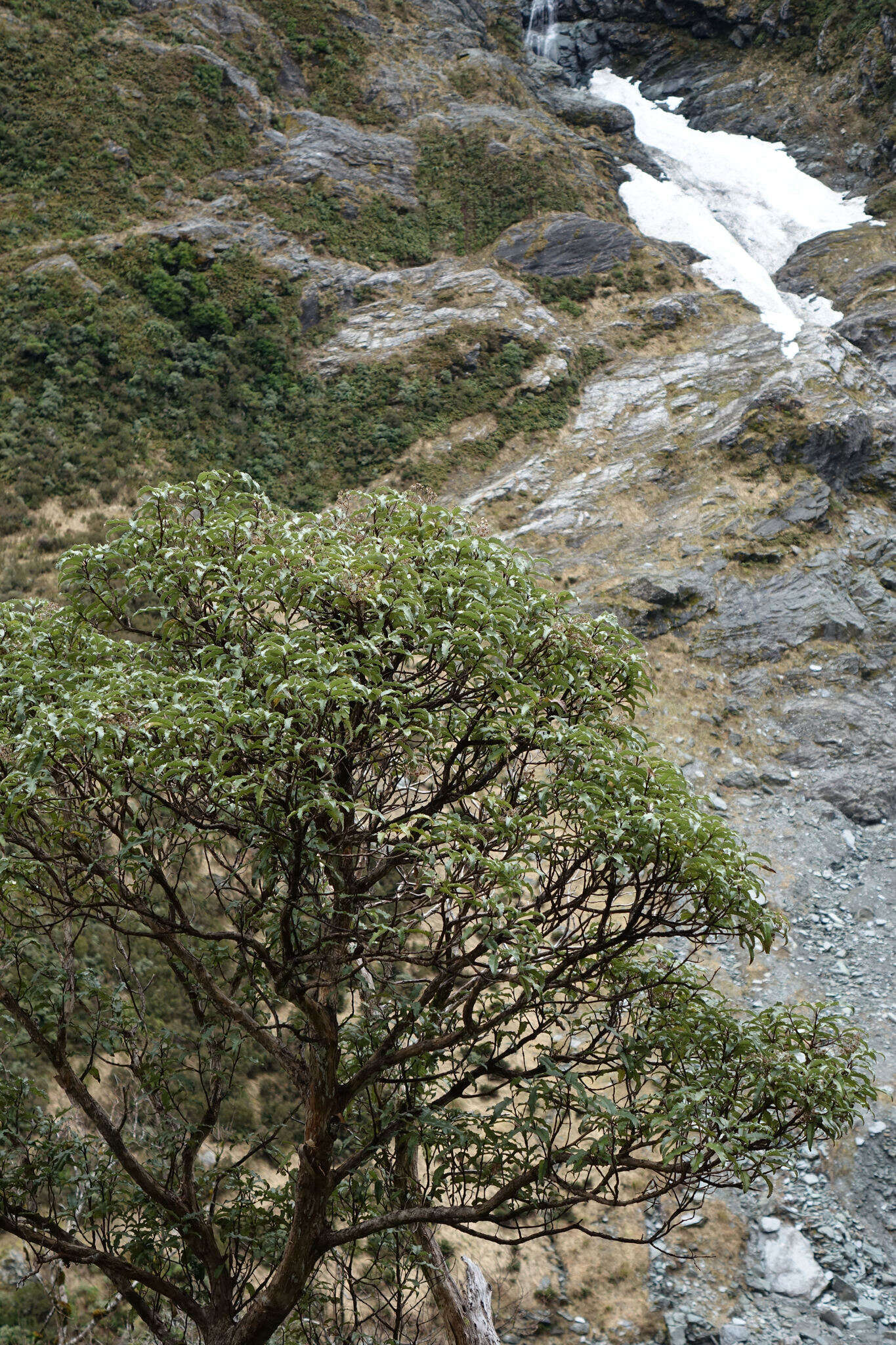 Image of Maori-holly