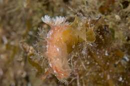 Image of Tasselled nudibranch