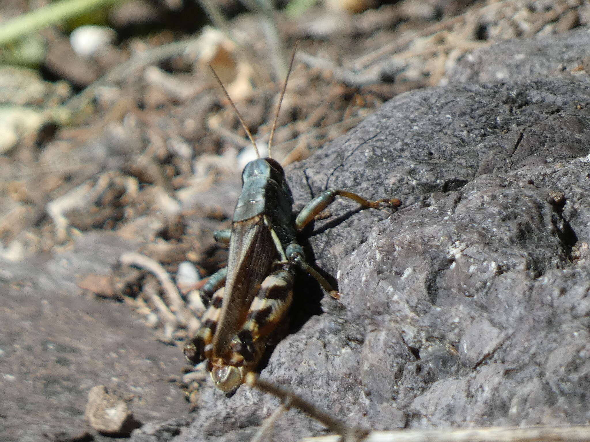 Melanoplus eumera Hebard 1920的圖片