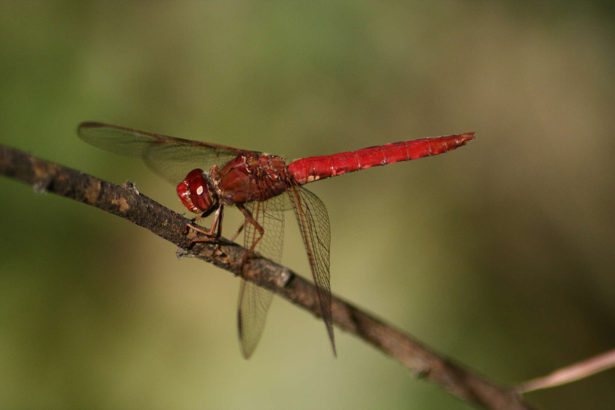 Слика од Orthemis nodiplaga Karsch 1891