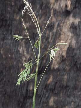 Image of Poa ensiformis Vickery