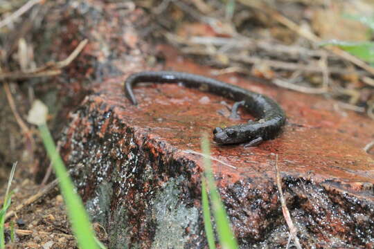 Image of Fairview Slender Salamander