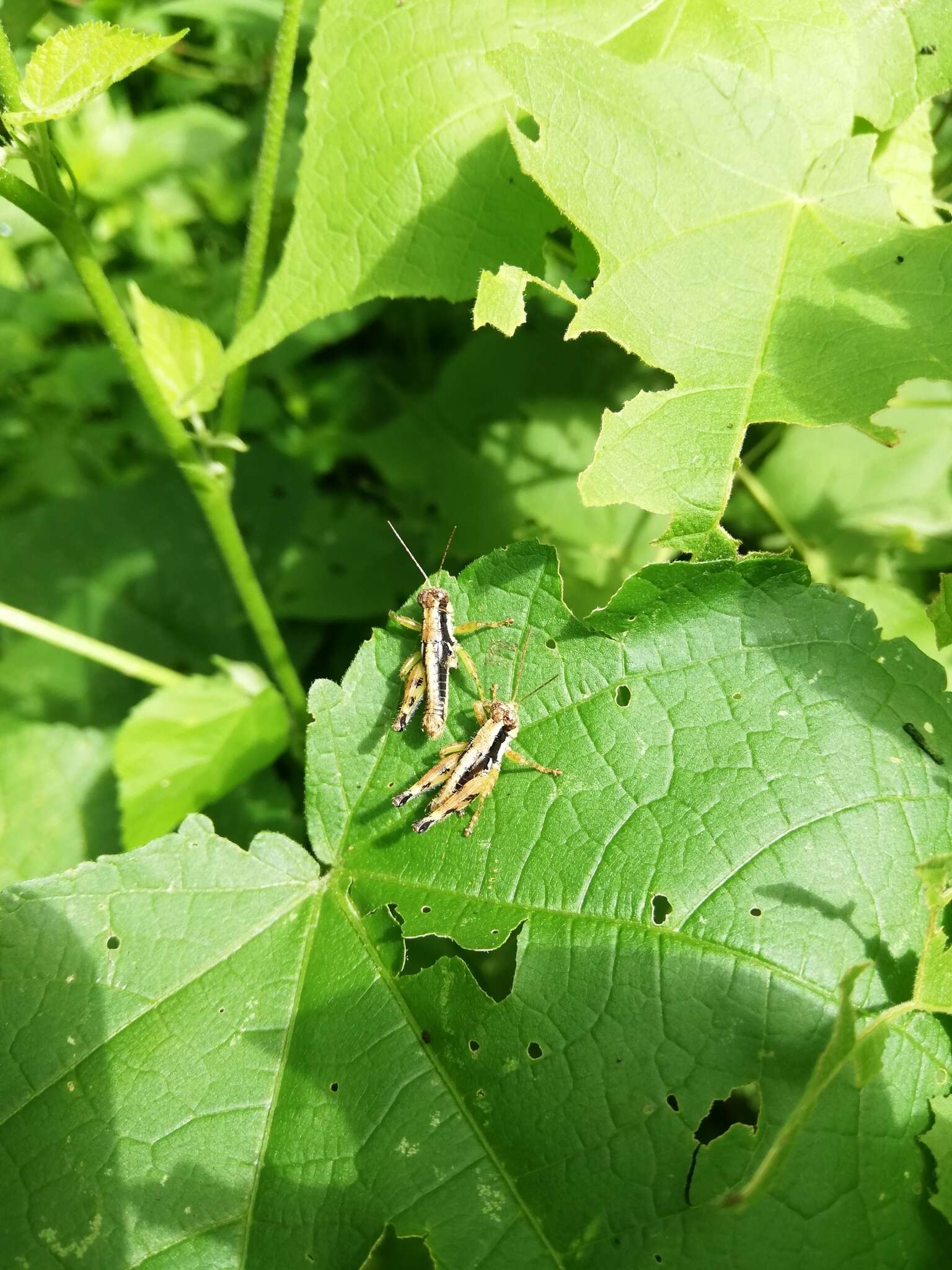 Слика од Hazelacris nigrovittatus Ronderos 1981