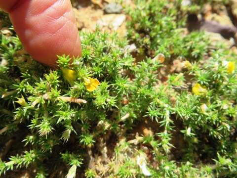 Plancia ëd Aspalathus aristifolia R. Dahlgren