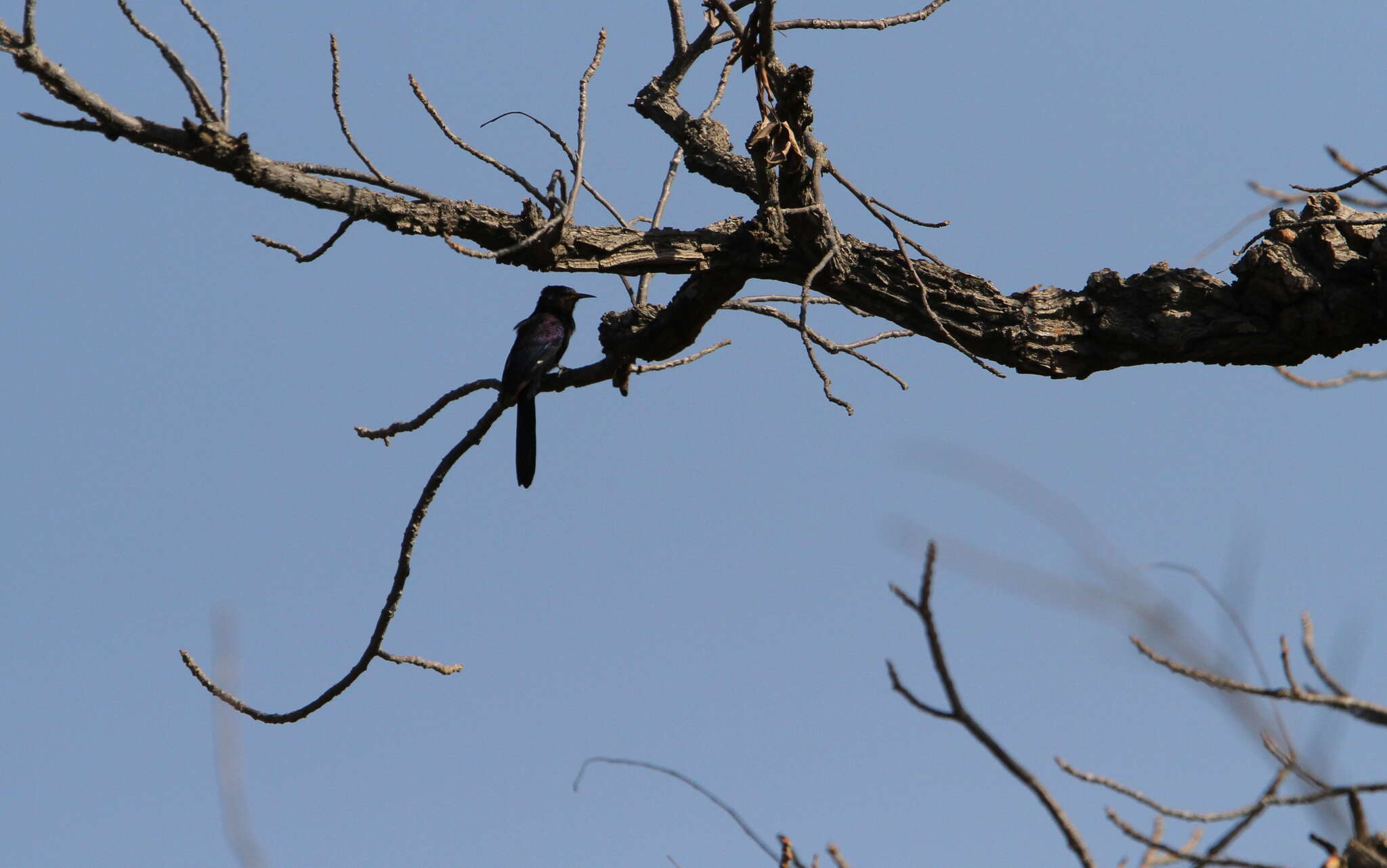 Image of Black Scimitar-bill