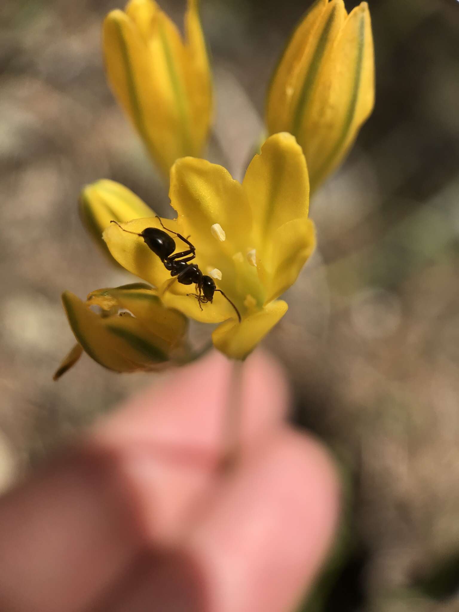 Image of yellow triteleia