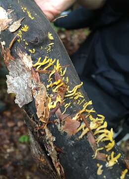 Image de Calocera (Fr.) Fr.