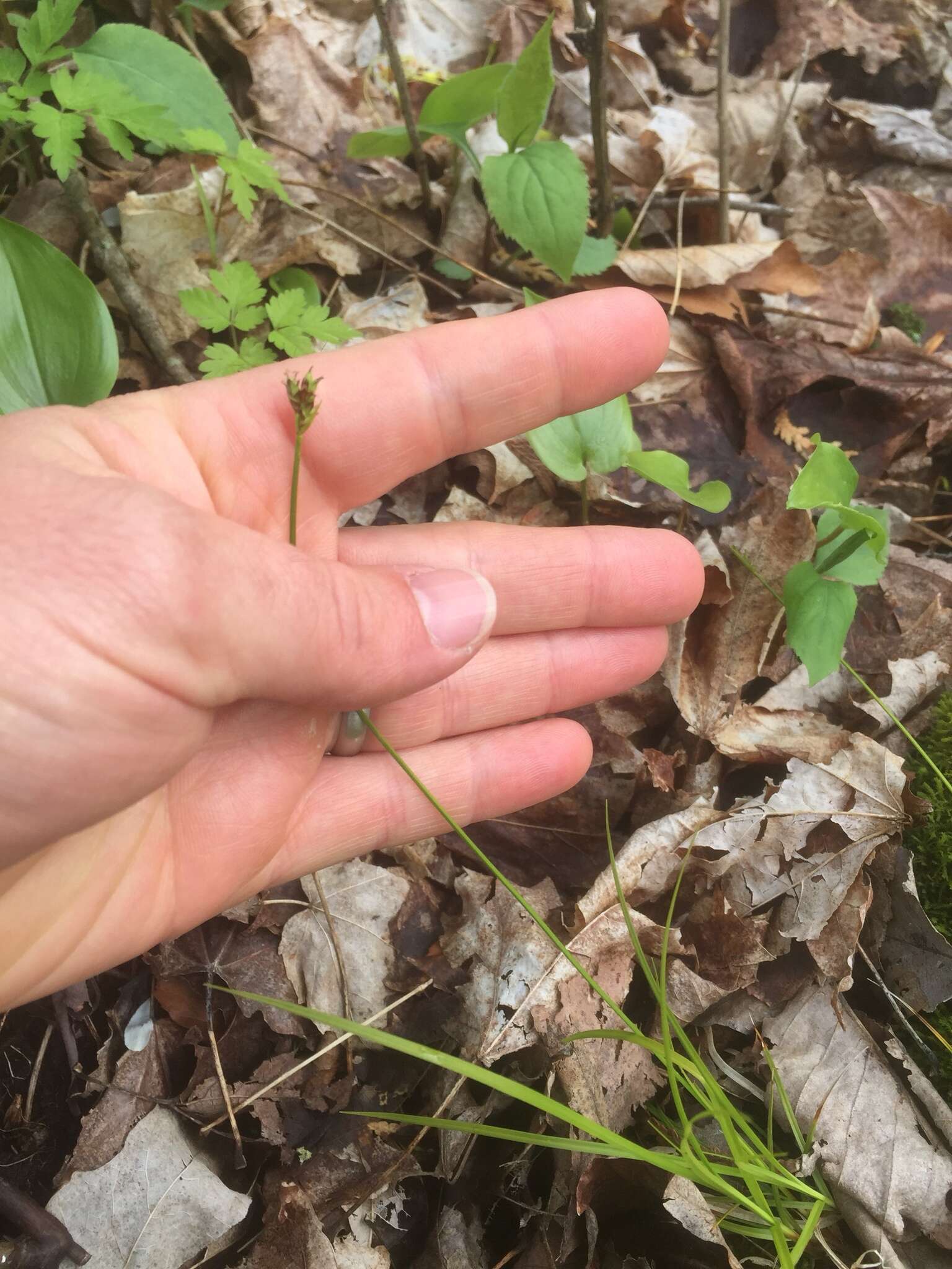 Image of Peck's sedge