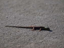 Image of Emerald Skink