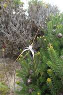 Image of Southern white spider orchid