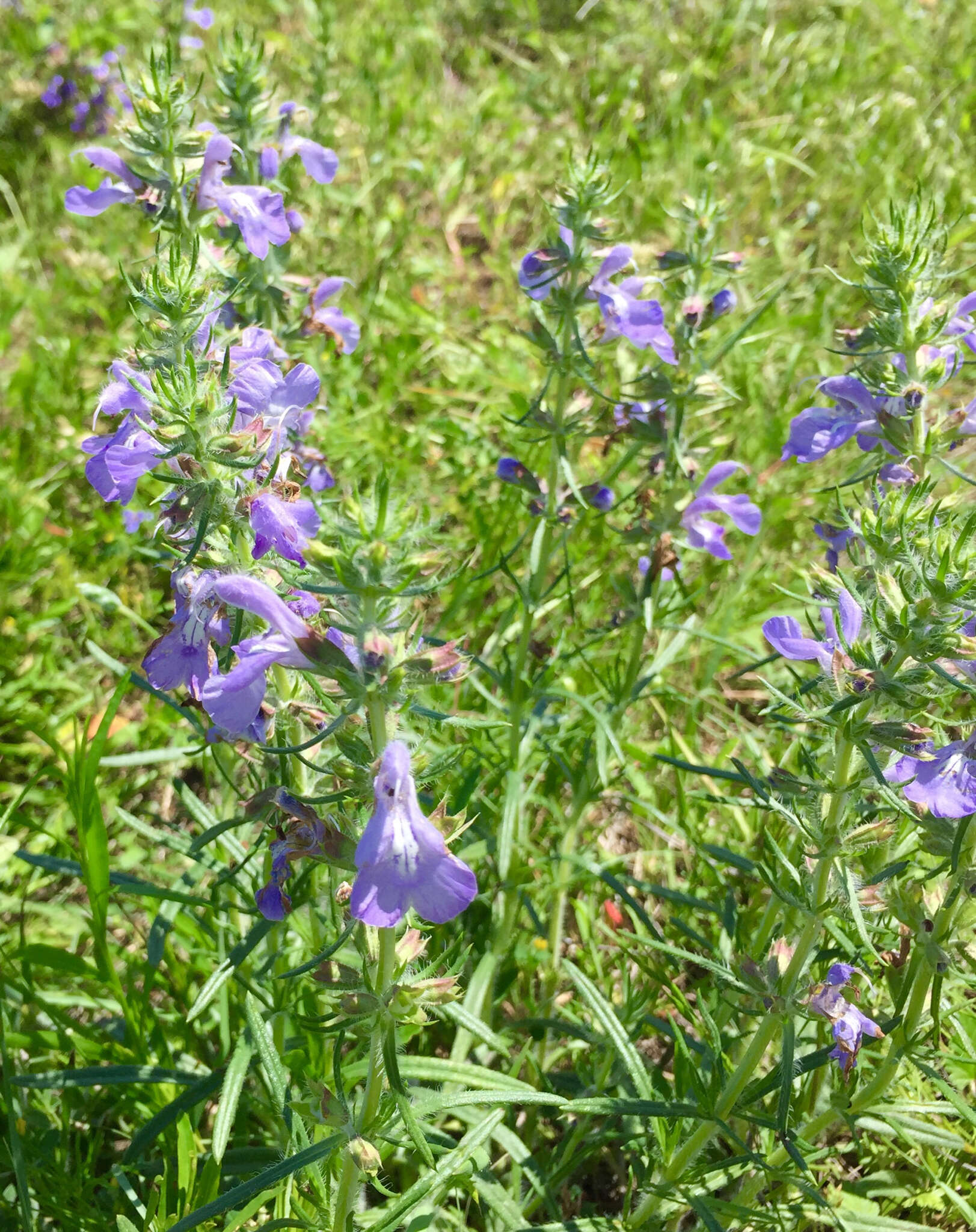 Sivun Salvia engelmannii A. Gray kuva