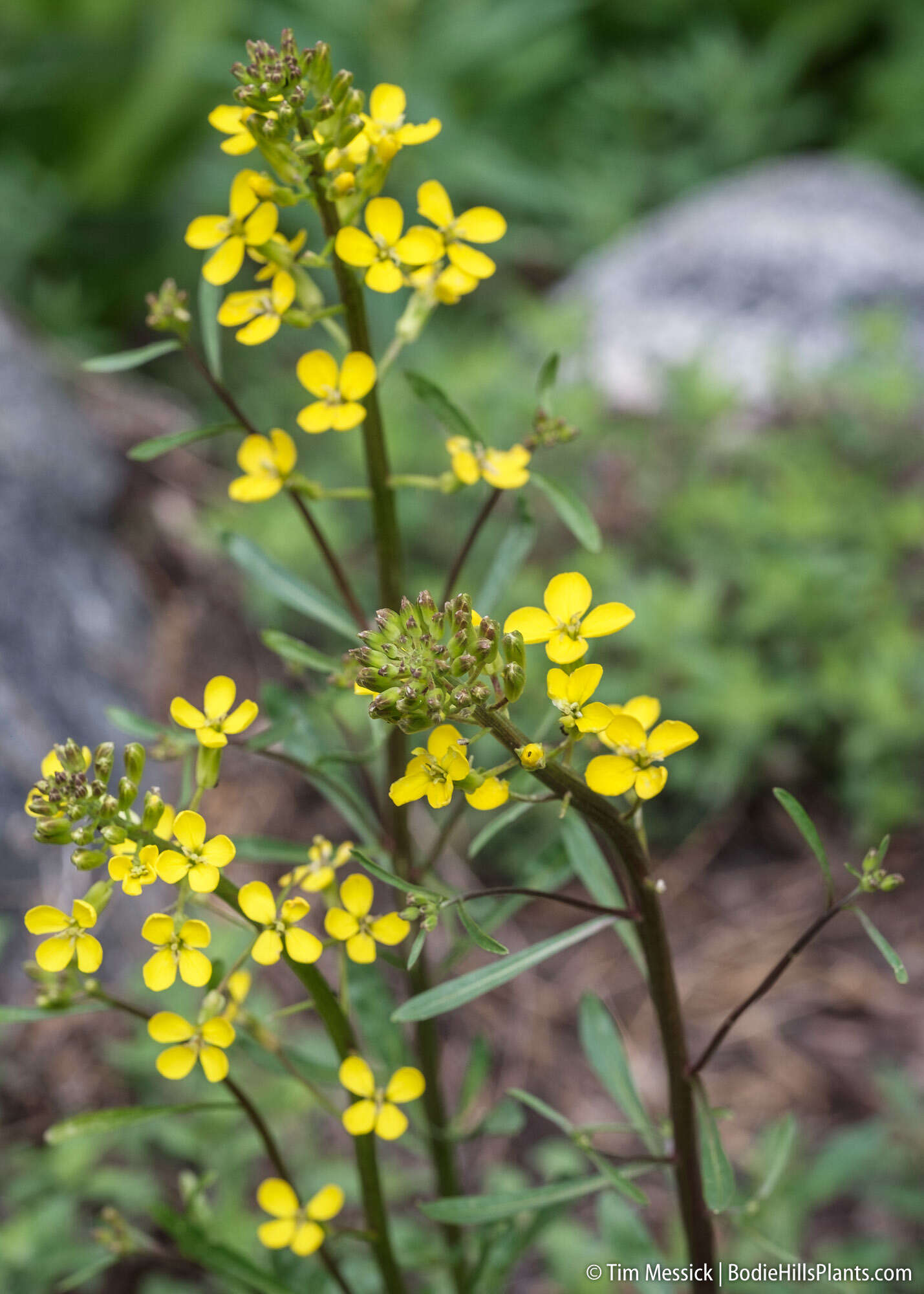 Image of sanddune wallflower