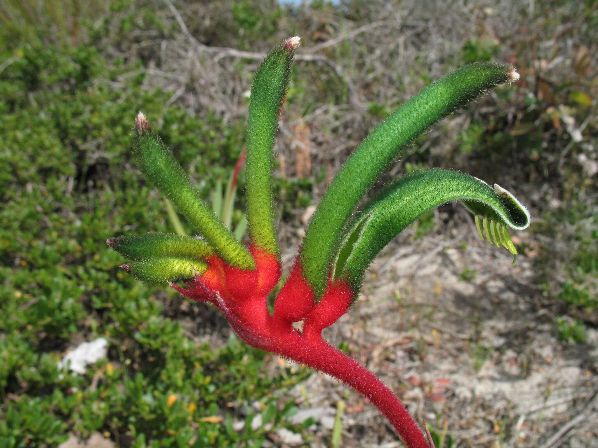 Image of Anigozanthos manglesii subsp. manglesii