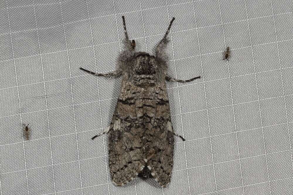 Image of Cossid moth