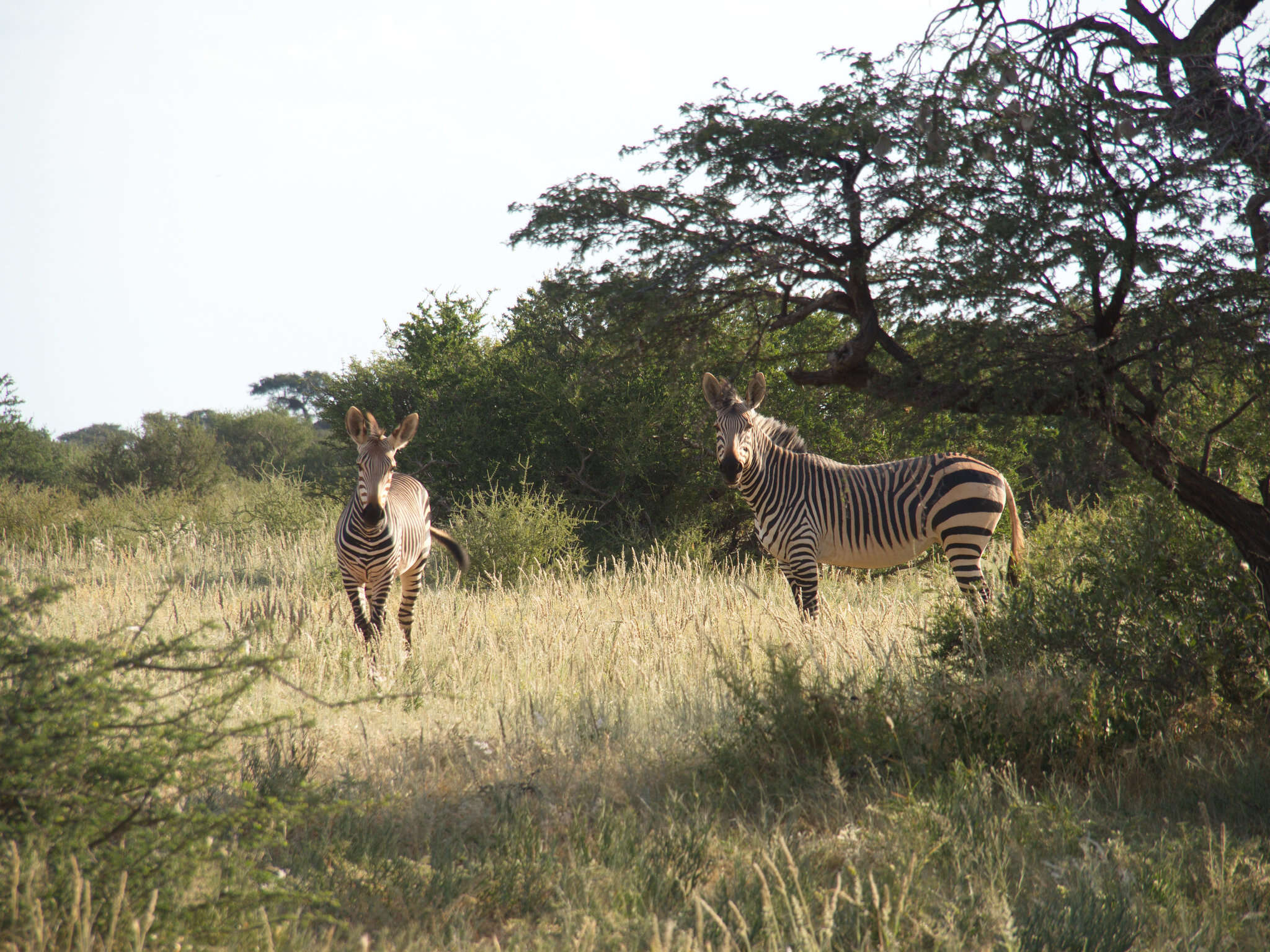 Image of Equus zebra Linnaeus 1758