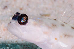 Image of Fierce shrimpgoby