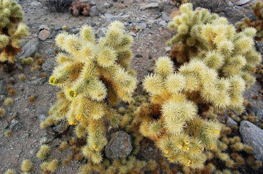 Image of teddybear cholla