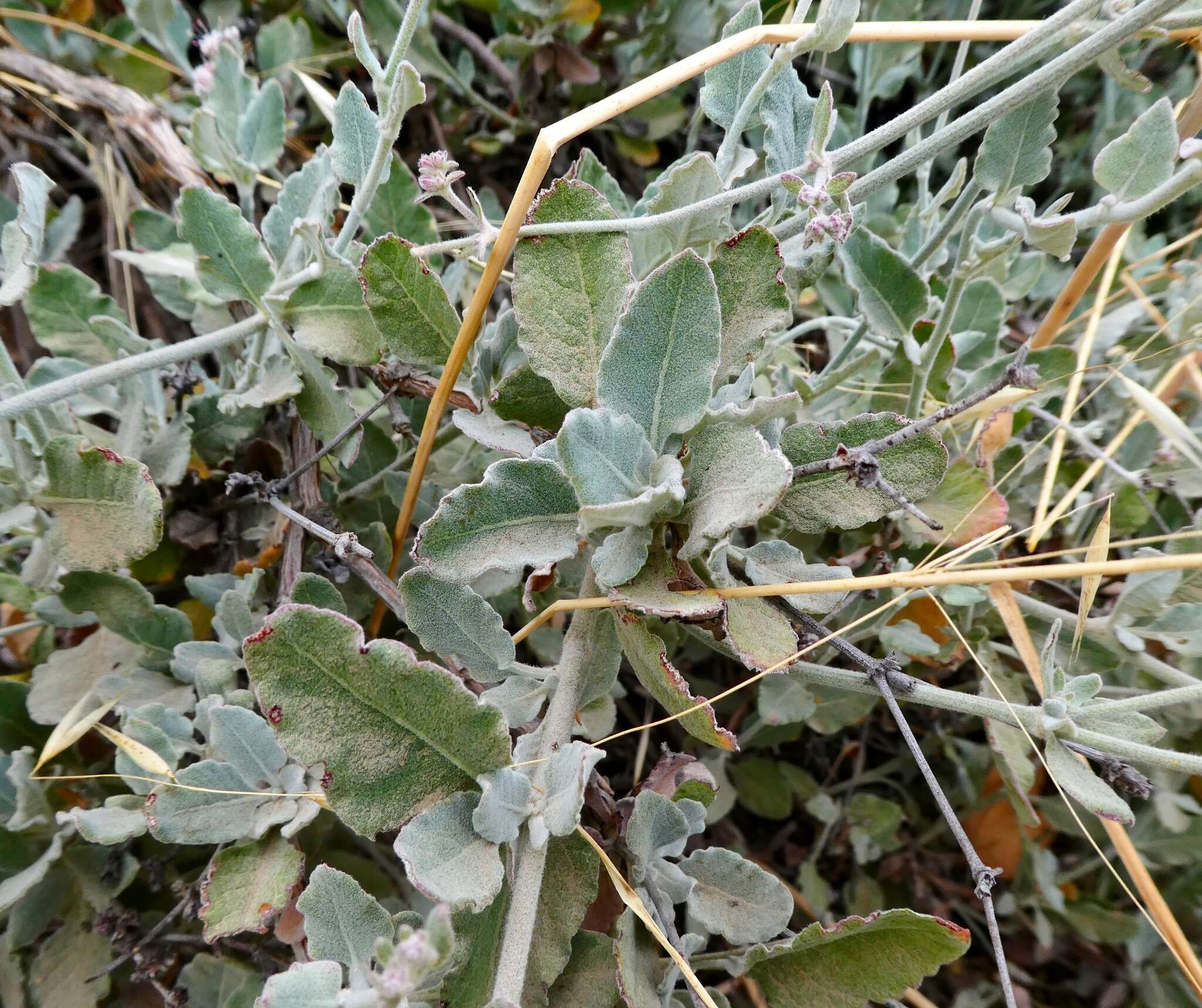 Image of longstem buckwheat