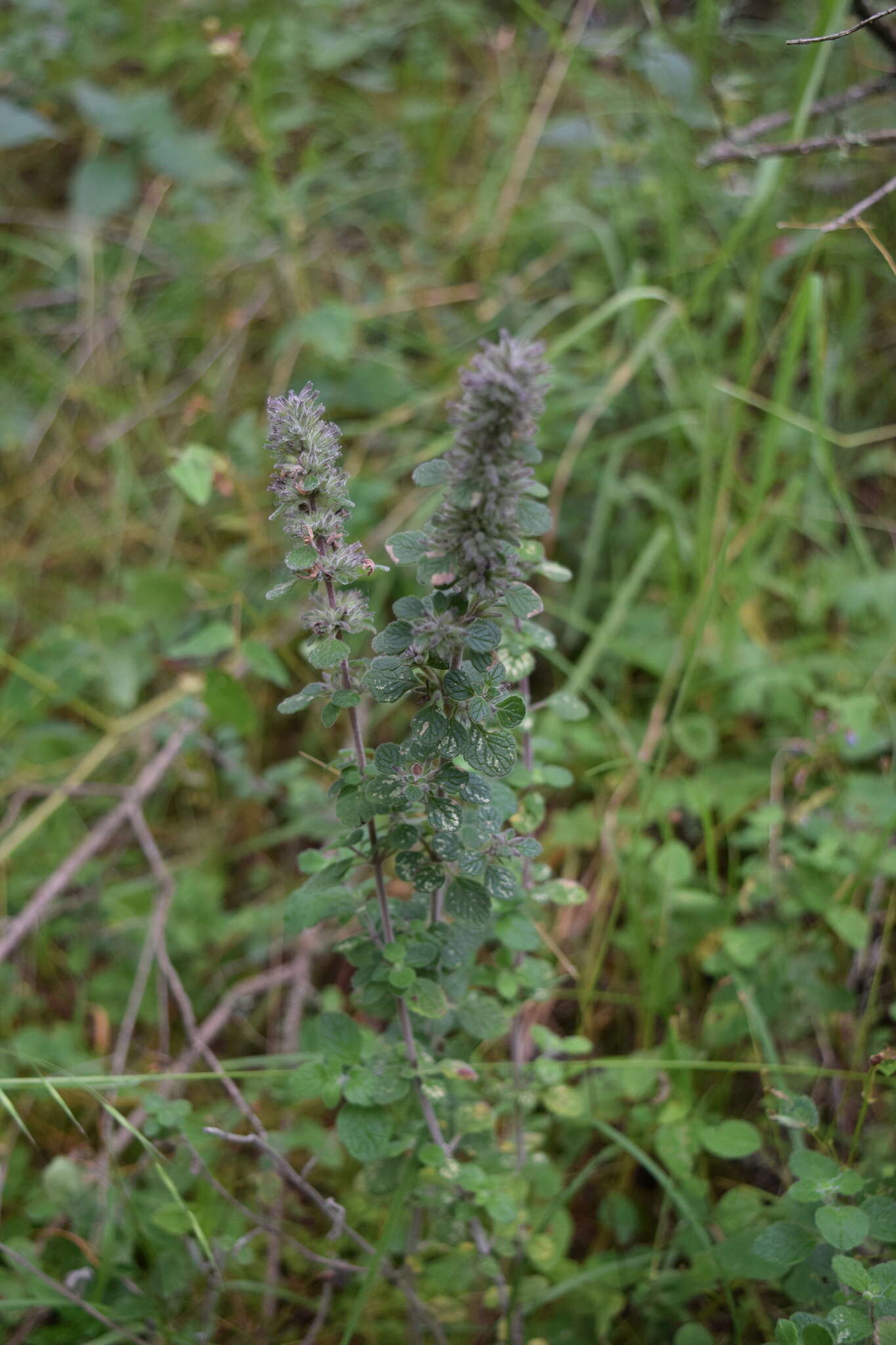 Image of Hedeoma palmeri Hemsl.