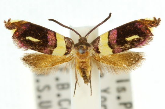 Image of <i>Ectropoceros</i>