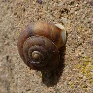 Image of Lapidary Snail