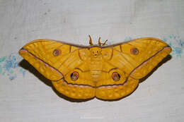 Antheraea helferi Moore 1858 resmi