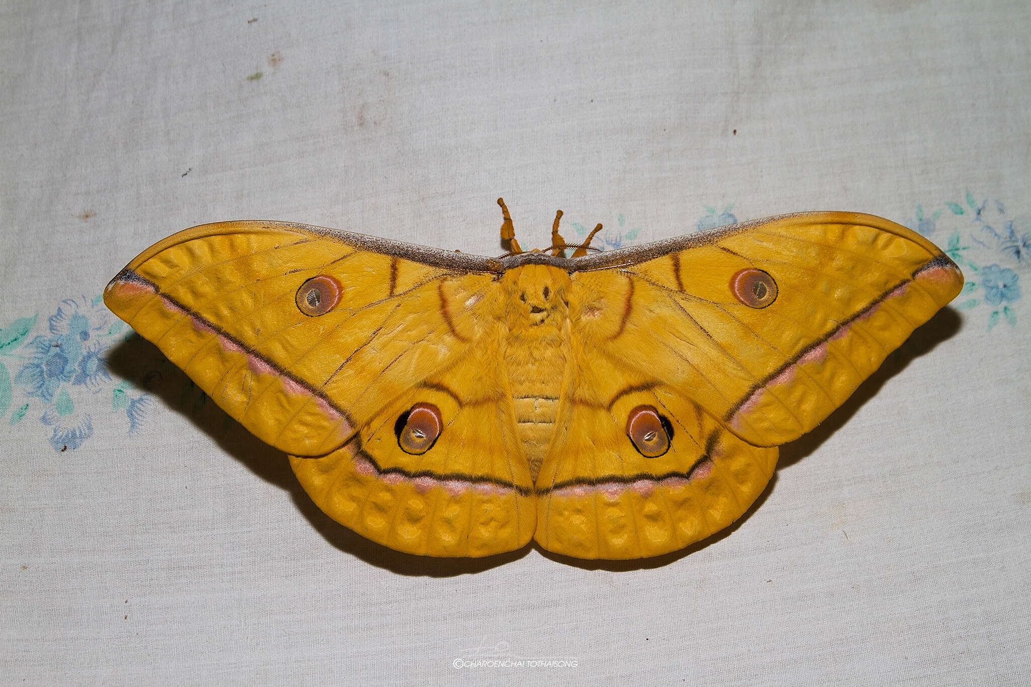 Antheraea helferi Moore 1858 resmi