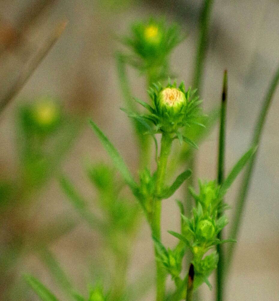 Image of <i>Symphyotrichum <i>falcatum</i></i> var. falcatum