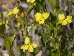 Image of Goodenia vernicosa J. M. Black